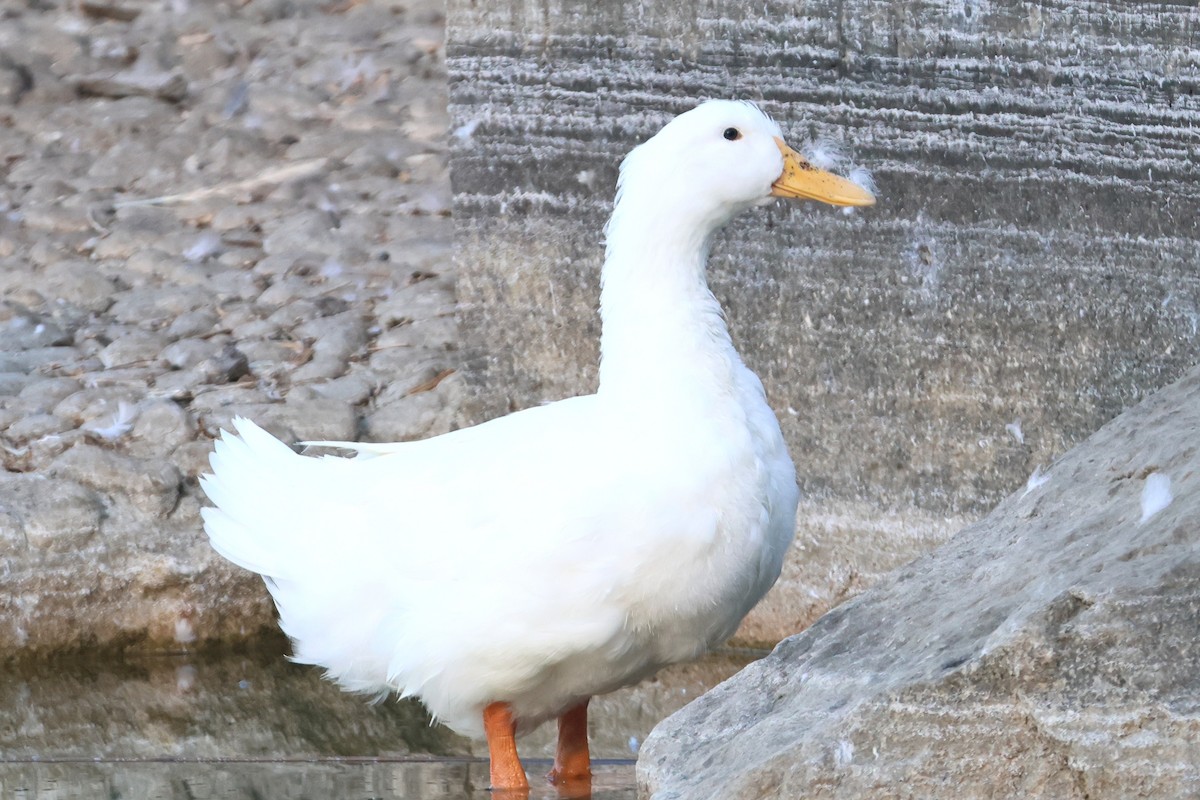 Mallard (Domestic type) - ML641624604