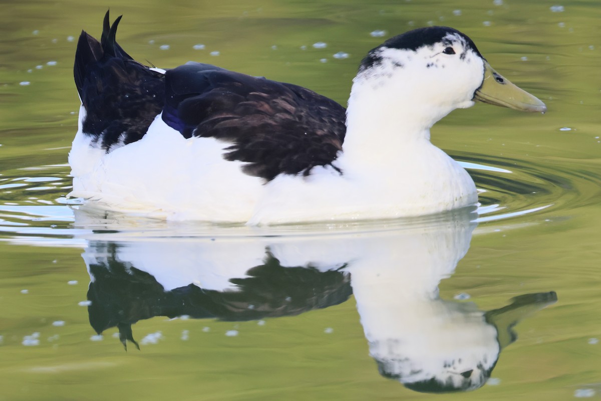 Mallard (Domestic type) - ML641624605