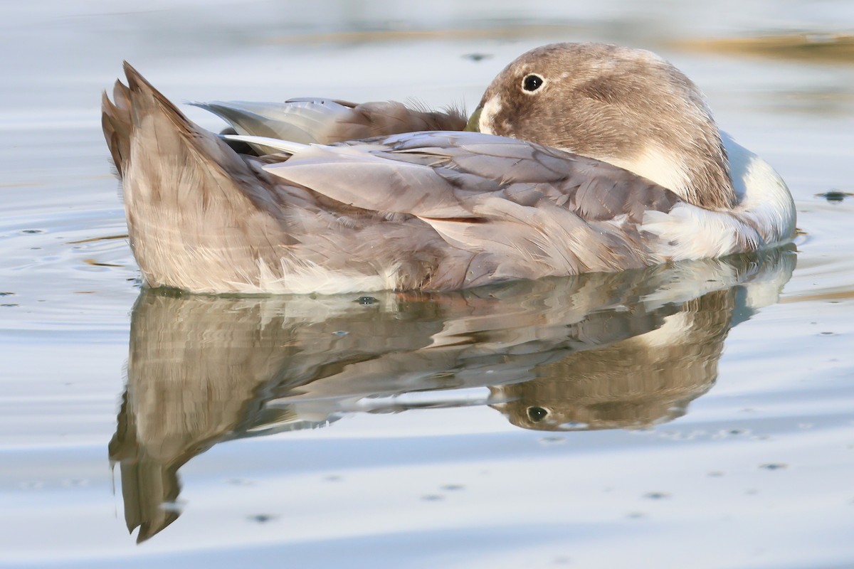 Mallard (Domestic type) - ML641624607