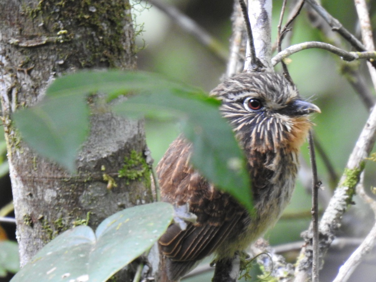 Black-streaked Puffbird - ML641624610