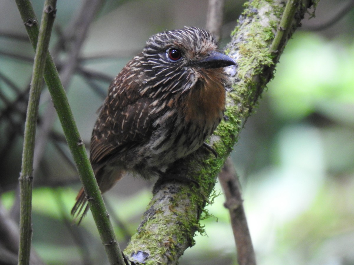 Black-streaked Puffbird - ML641624613