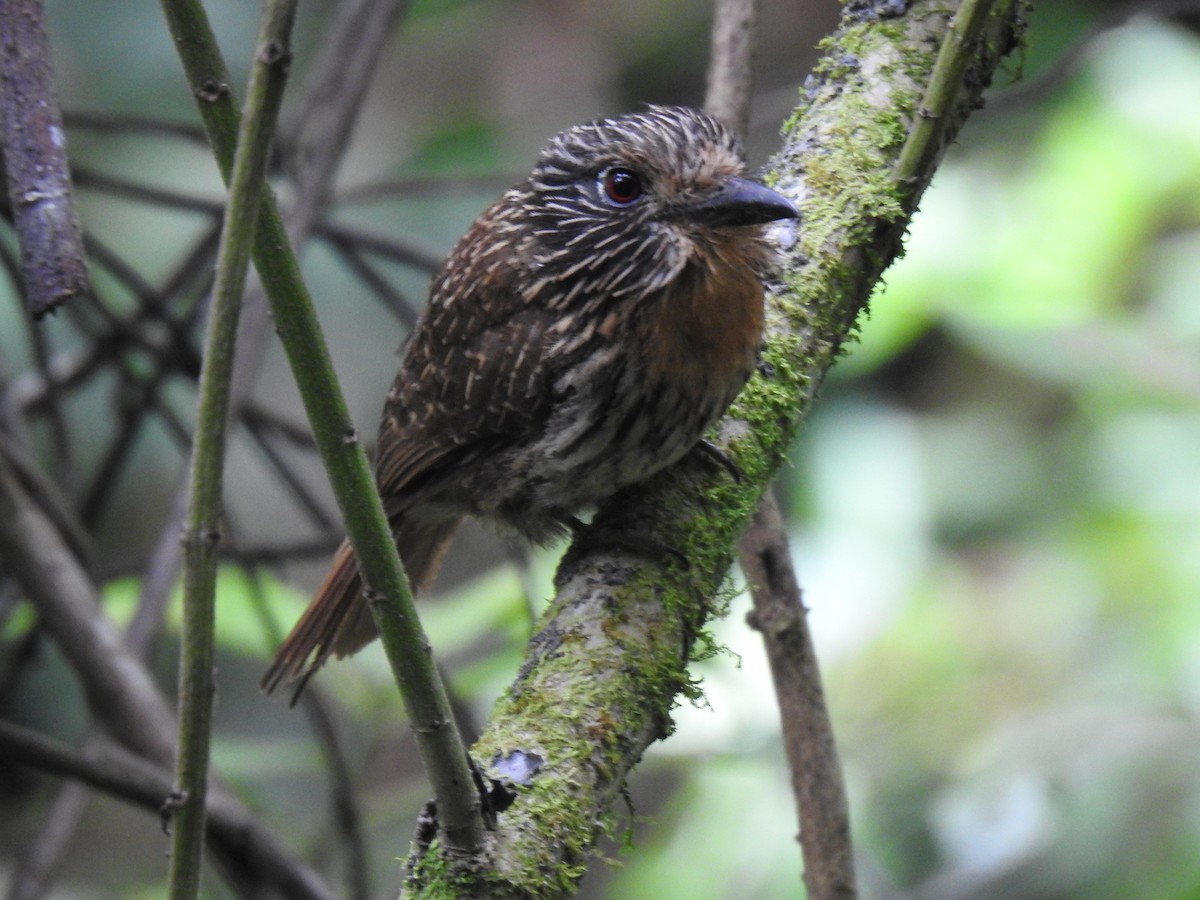 Black-streaked Puffbird - ML641624615