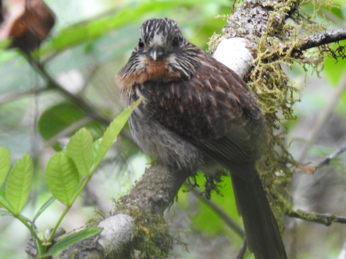 Black-streaked Puffbird - ML641624617