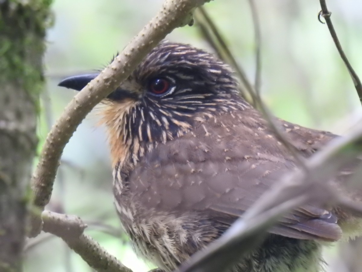 Black-streaked Puffbird - ML641624618
