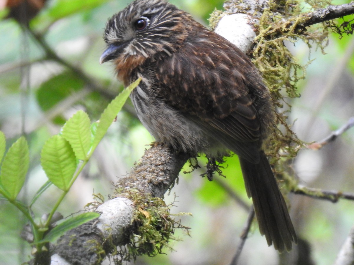 Black-streaked Puffbird - ML641624619