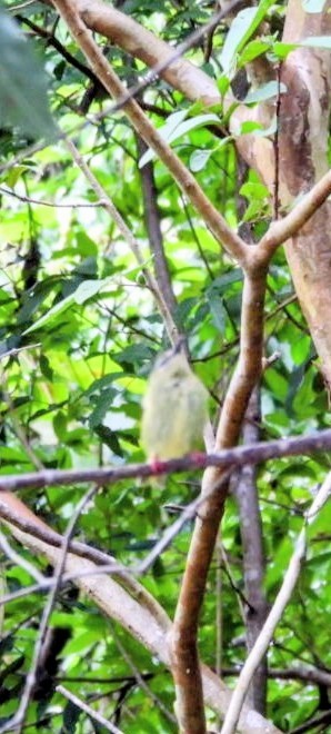 Red-legged Honeycreeper - ML641624636