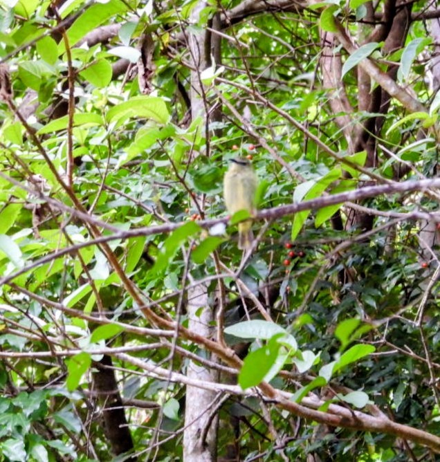 Red-legged Honeycreeper - ML641624647