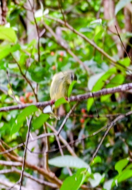 Red-legged Honeycreeper - ML641624657