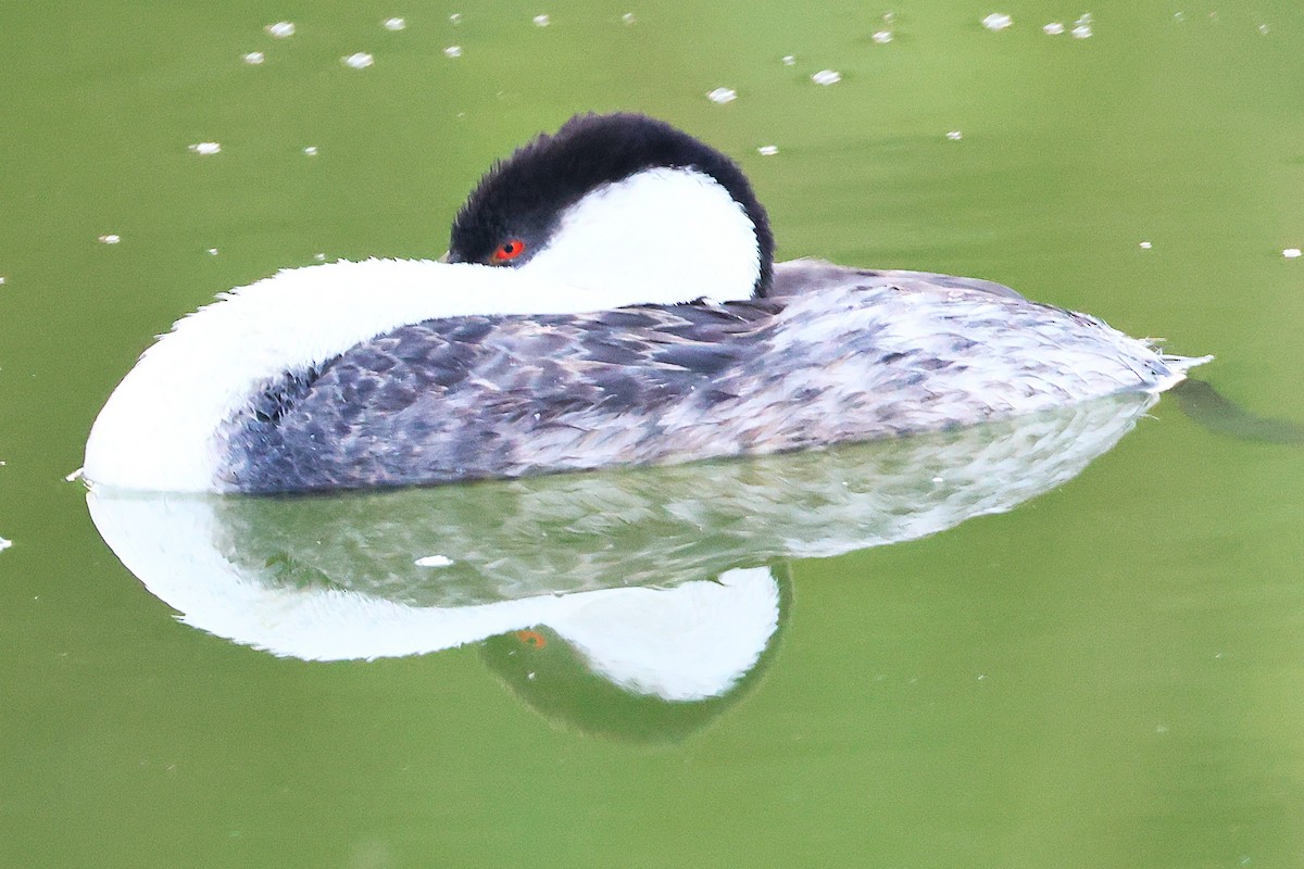 Western Grebe - ML641624668