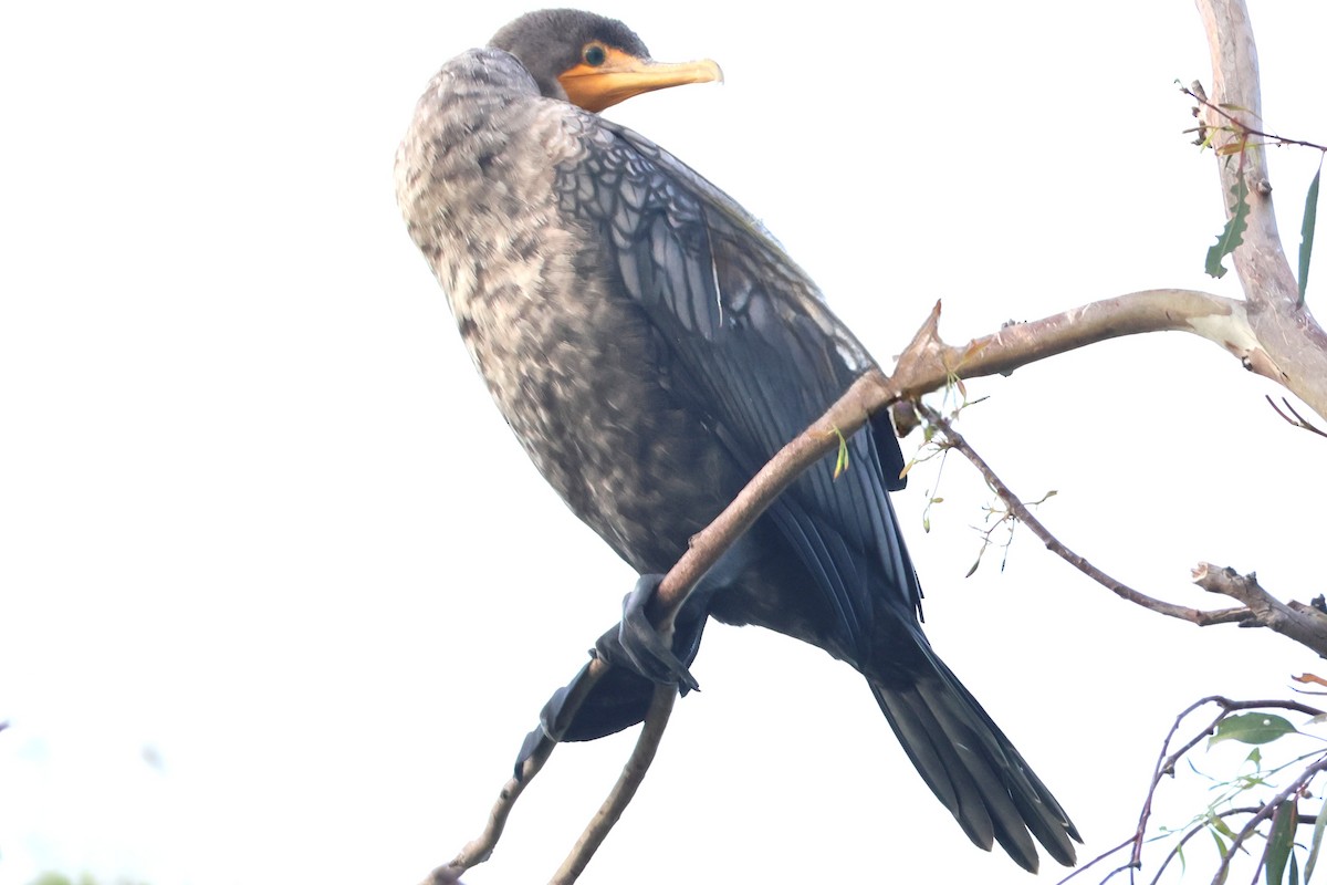 Double-crested Cormorant - ML641624680