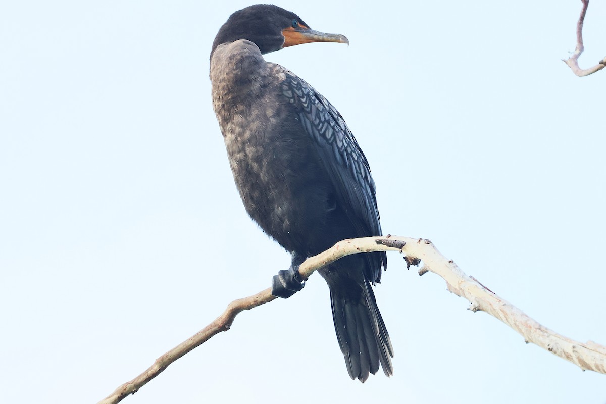 Double-crested Cormorant - ML641624681
