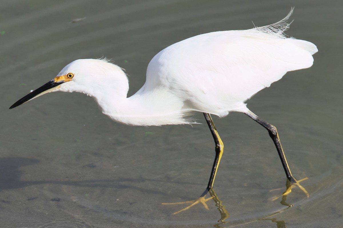 Snowy Egret - ML641624687