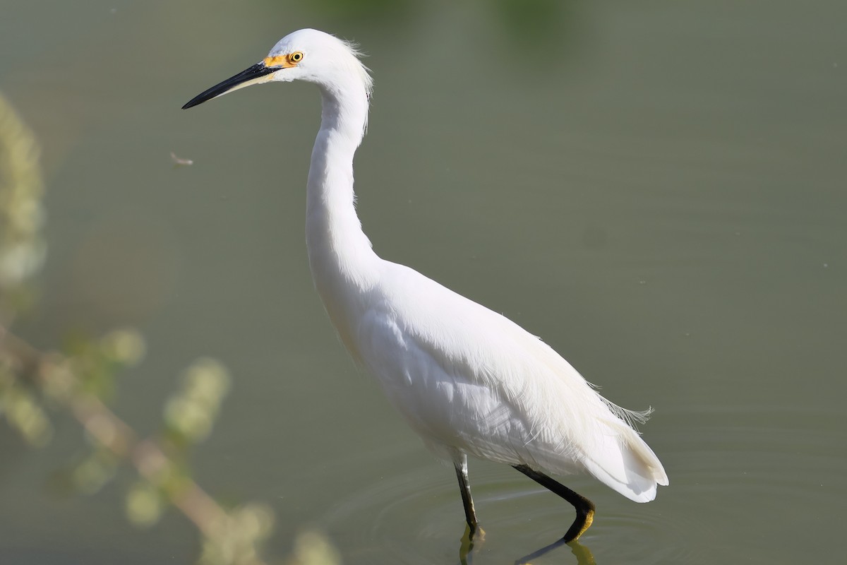 Snowy Egret - ML641624688