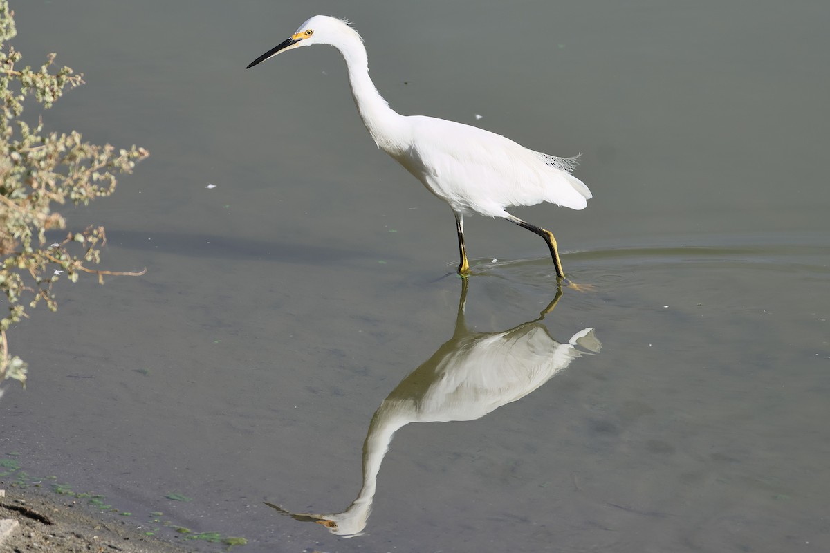 Snowy Egret - ML641624689