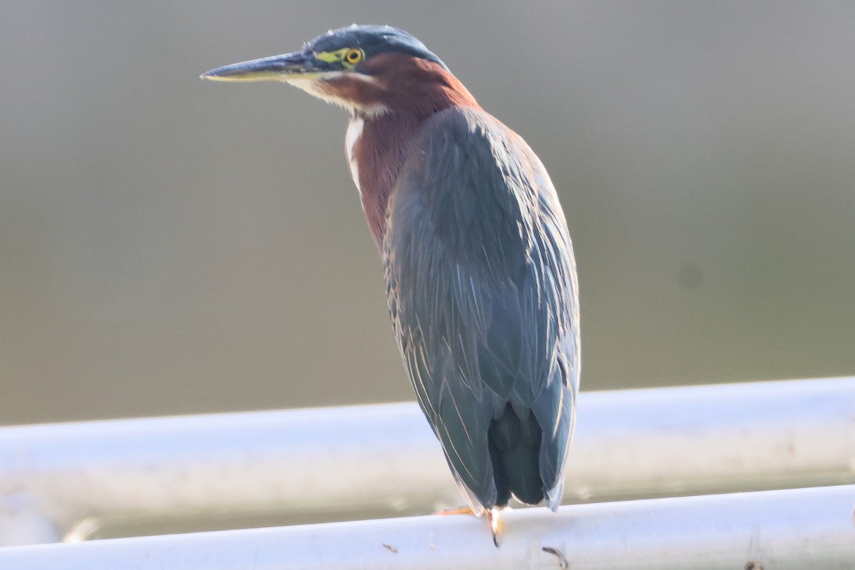 Green Heron - ML641624733