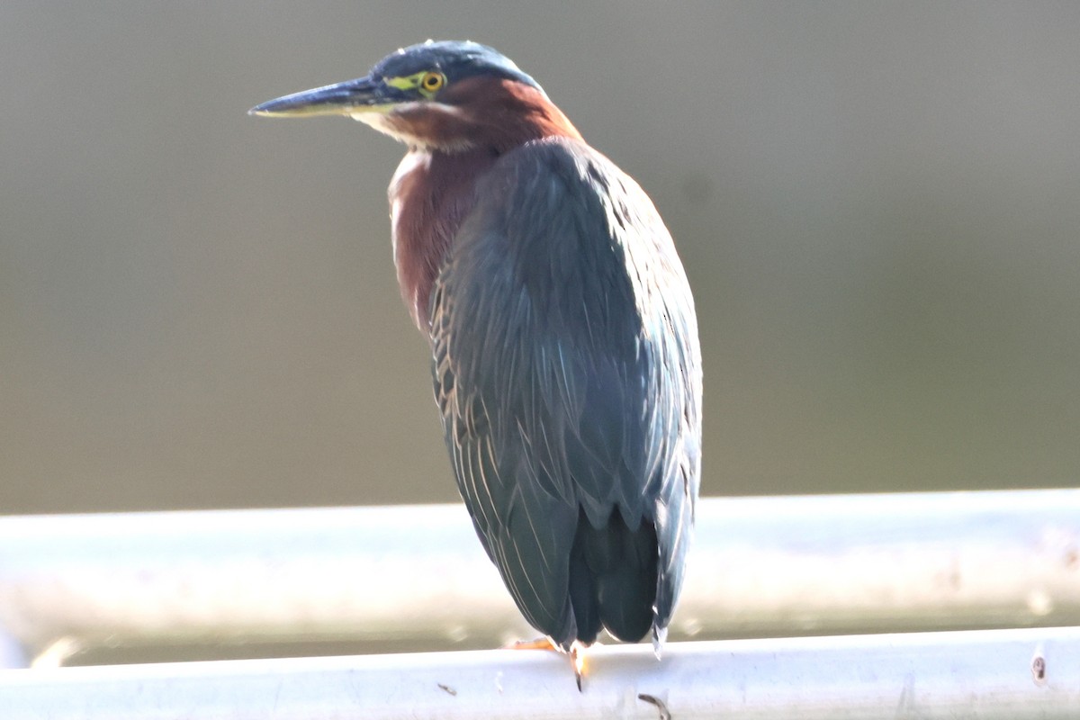 Green Heron - ML641624734