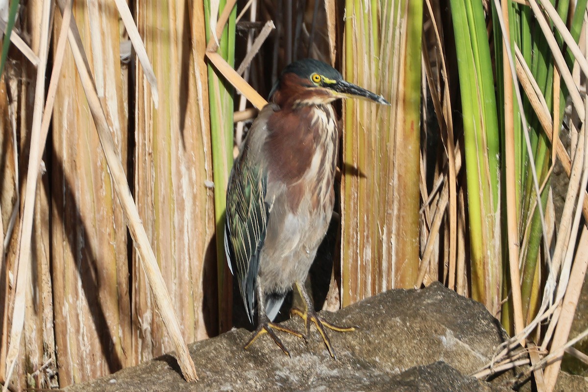 Green Heron - ML641624735