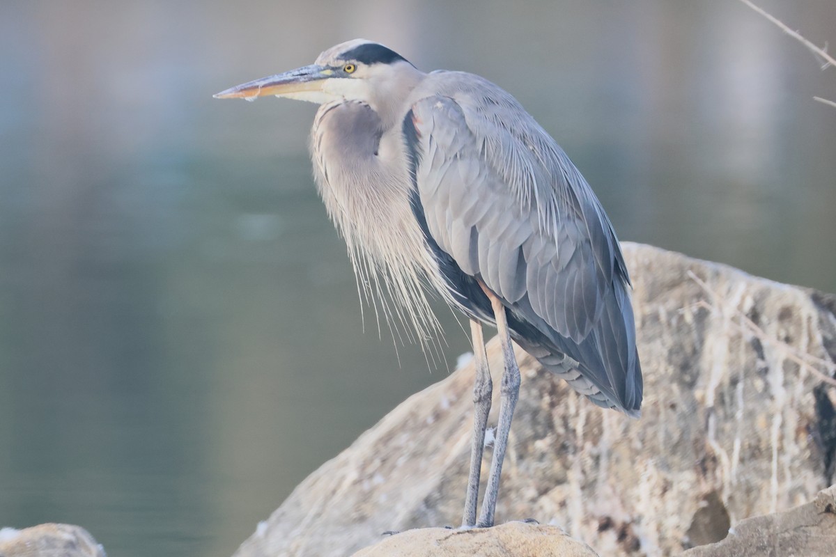 Great Blue Heron - ML641624738