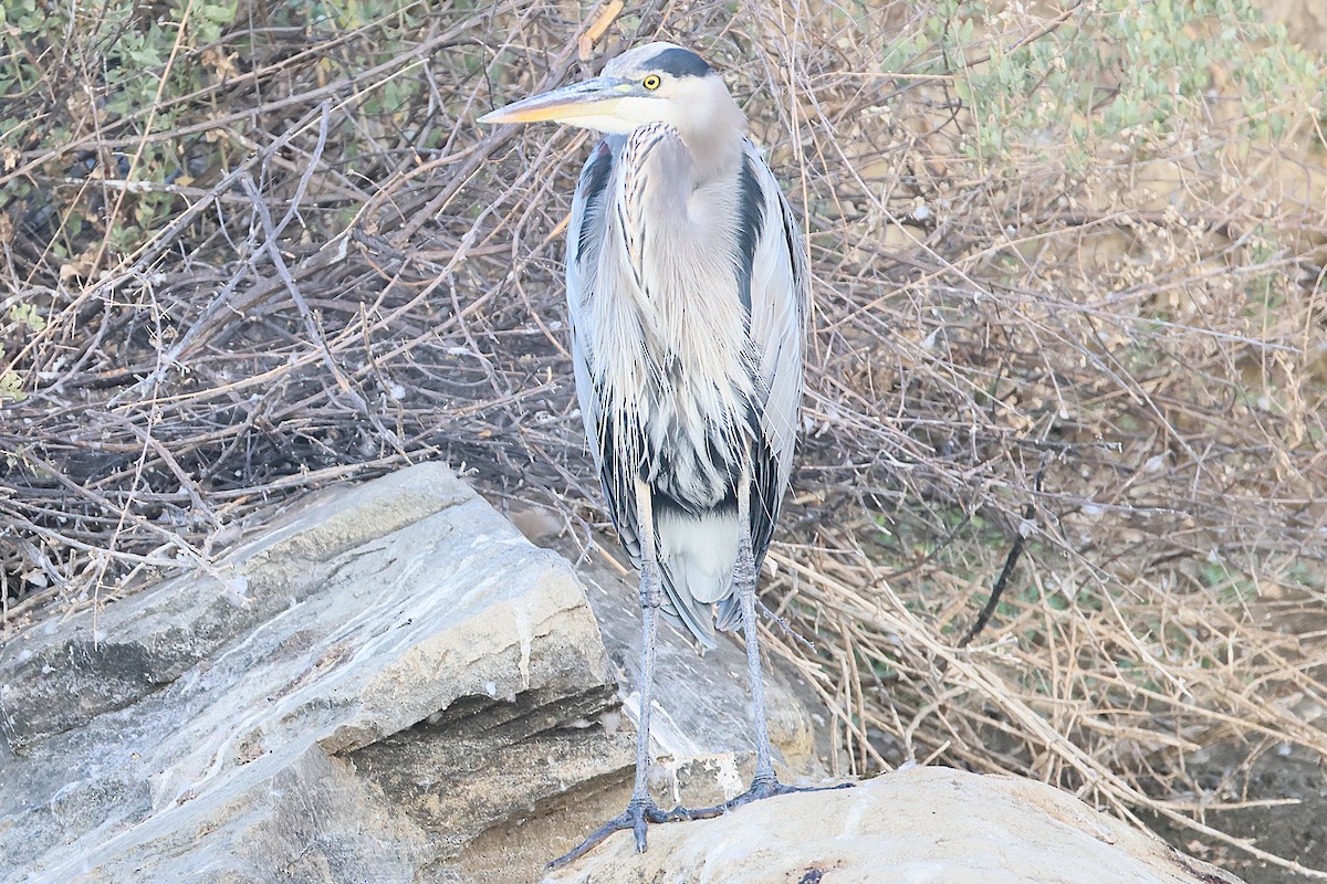 Great Blue Heron - ML641624739