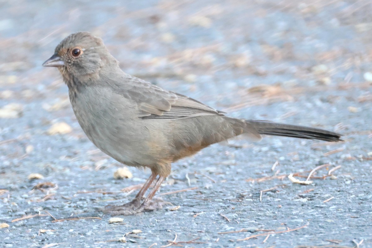 California Towhee - ML641624751