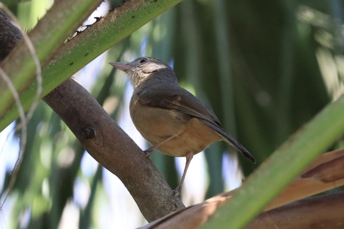 Rufous Shrikethrush - ML641624767