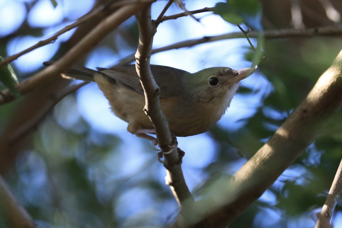 Rufous Shrikethrush - ML641624768