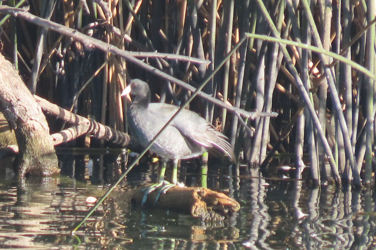 American Coot (Red-shielded) - ML641624780