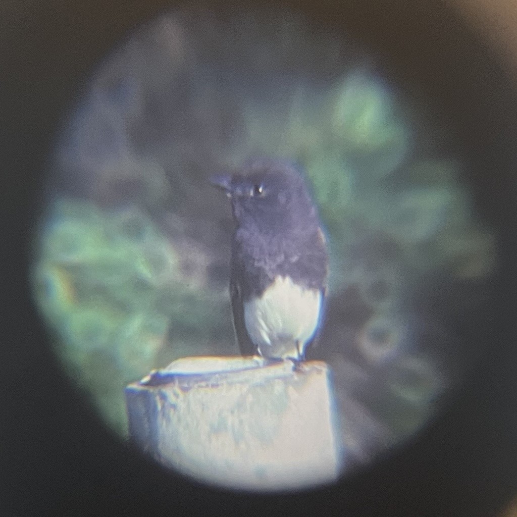 Black Phoebe - ML641624785