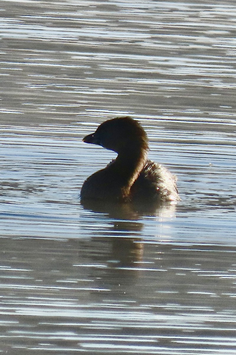 Pied-billed Grebe - ML641624787
