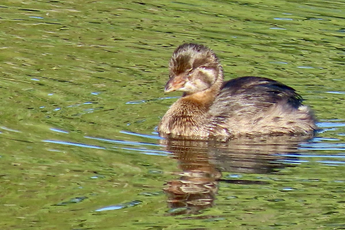 Pied-billed Grebe - ML641624789