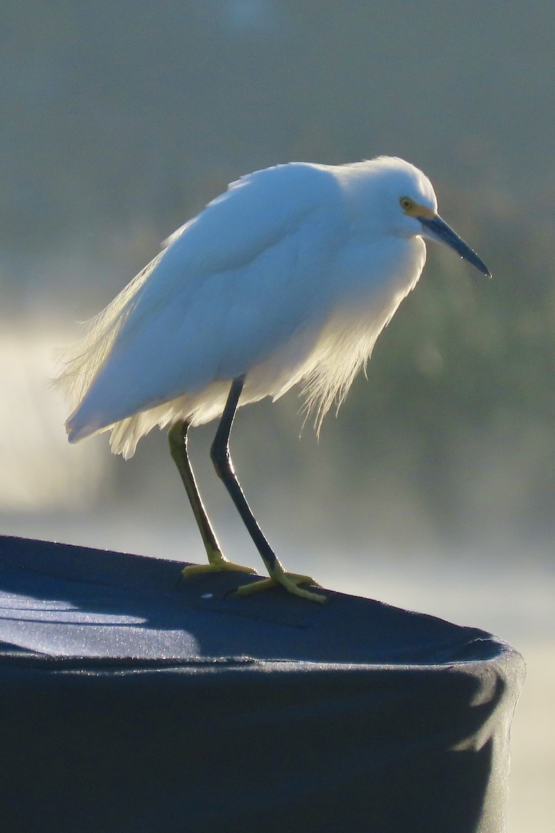 Snowy Egret - ML641624792