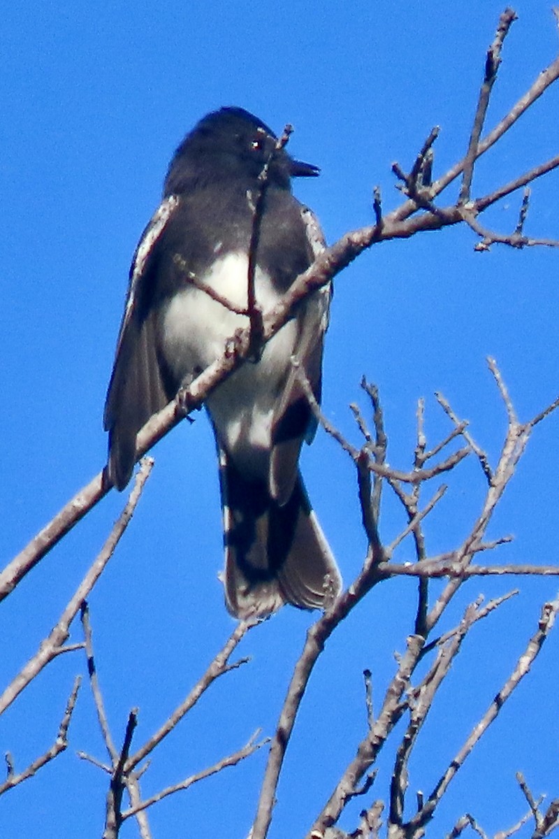 Black Phoebe - ML641624798
