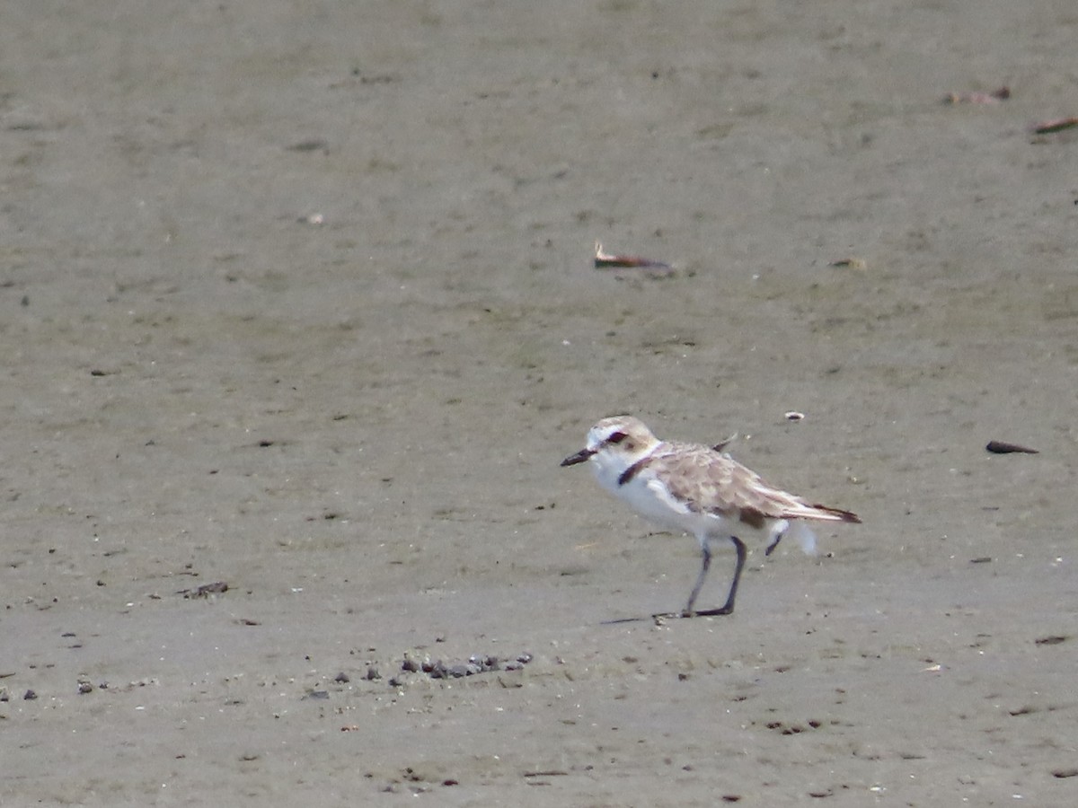 Snowy Plover - ML641624800