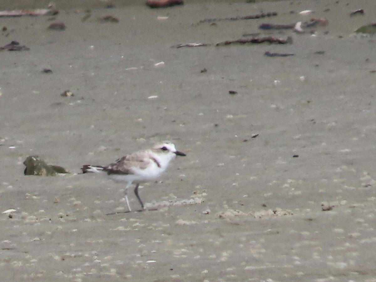 Snowy Plover - ML641624801