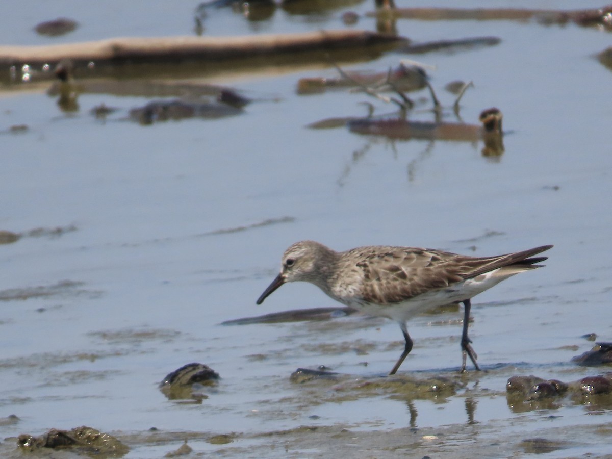 White-rumped Sandpiper - ML641624814