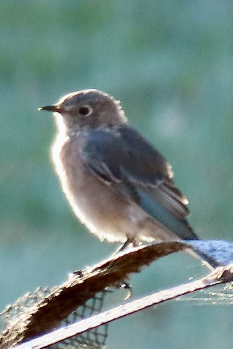 Western Bluebird - ML641624815