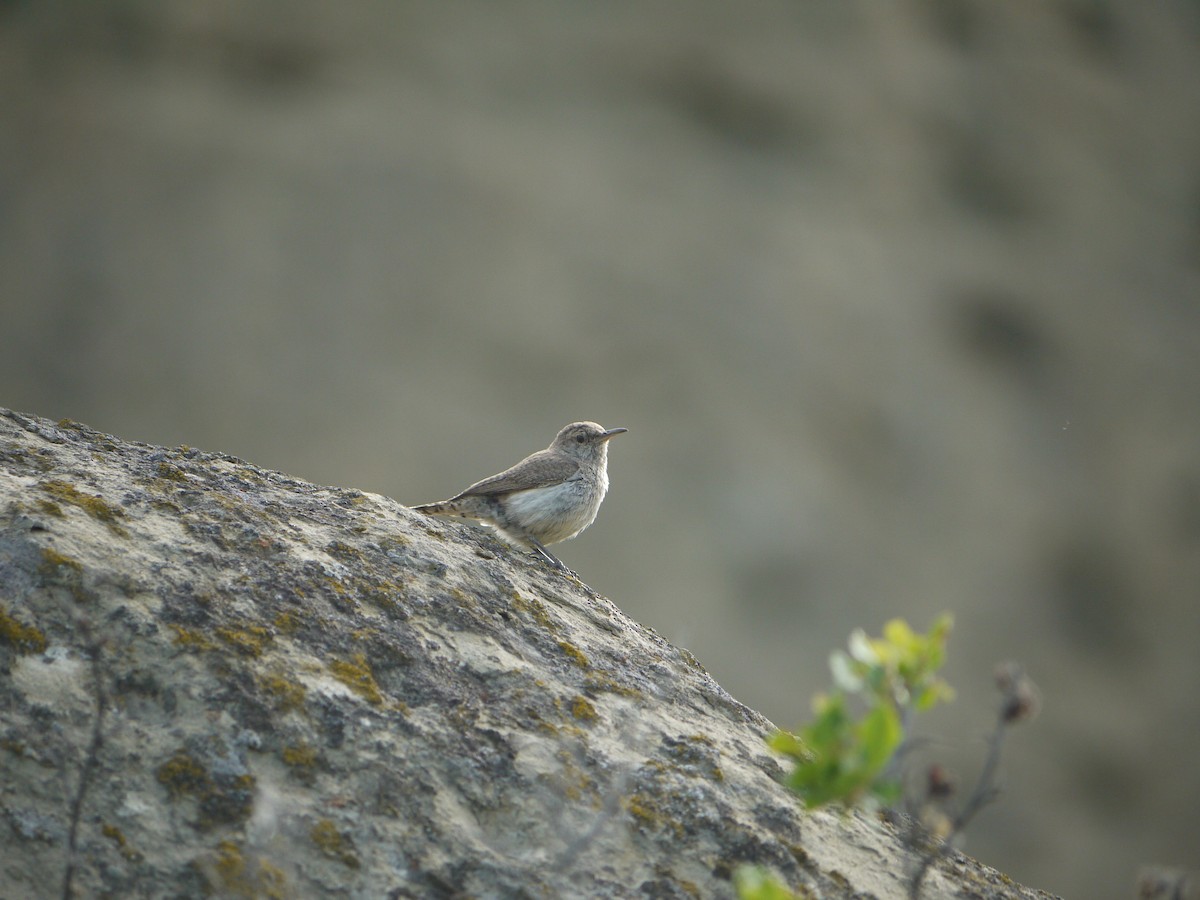 Troglodyte des rochers - ML641624818
