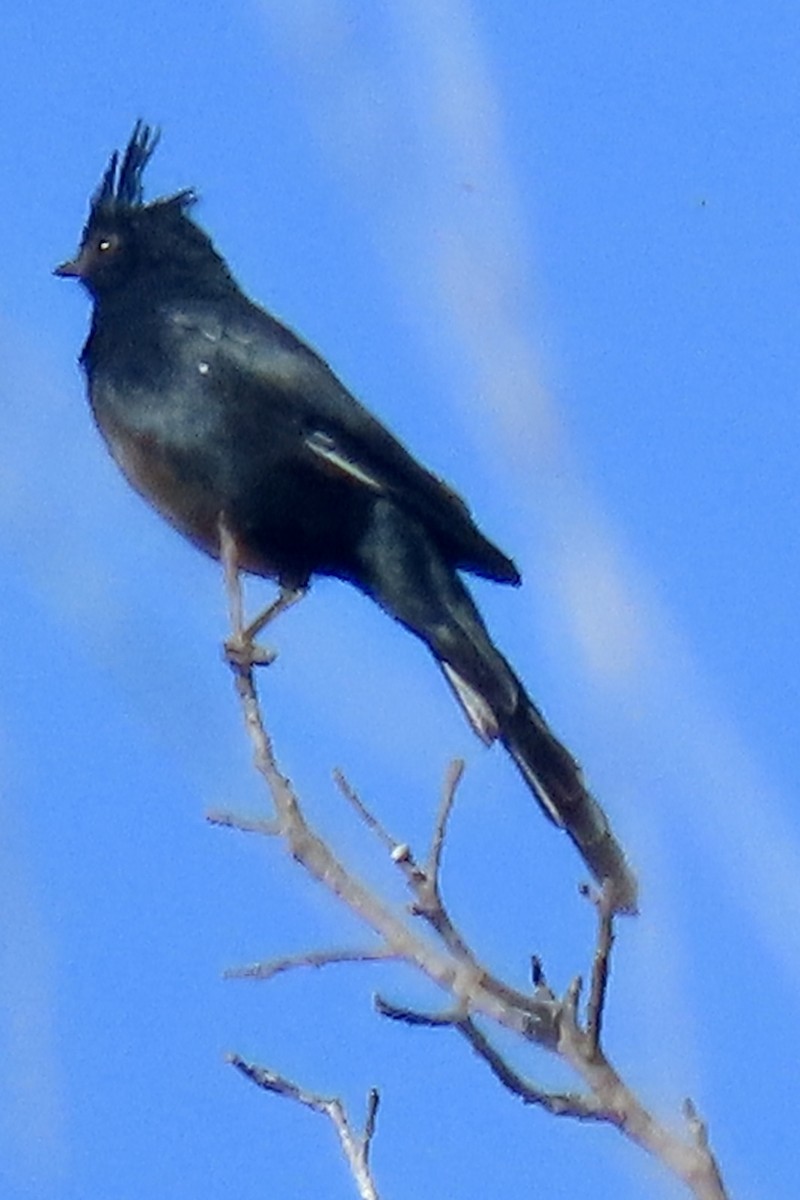 Phainopepla - ML641624819