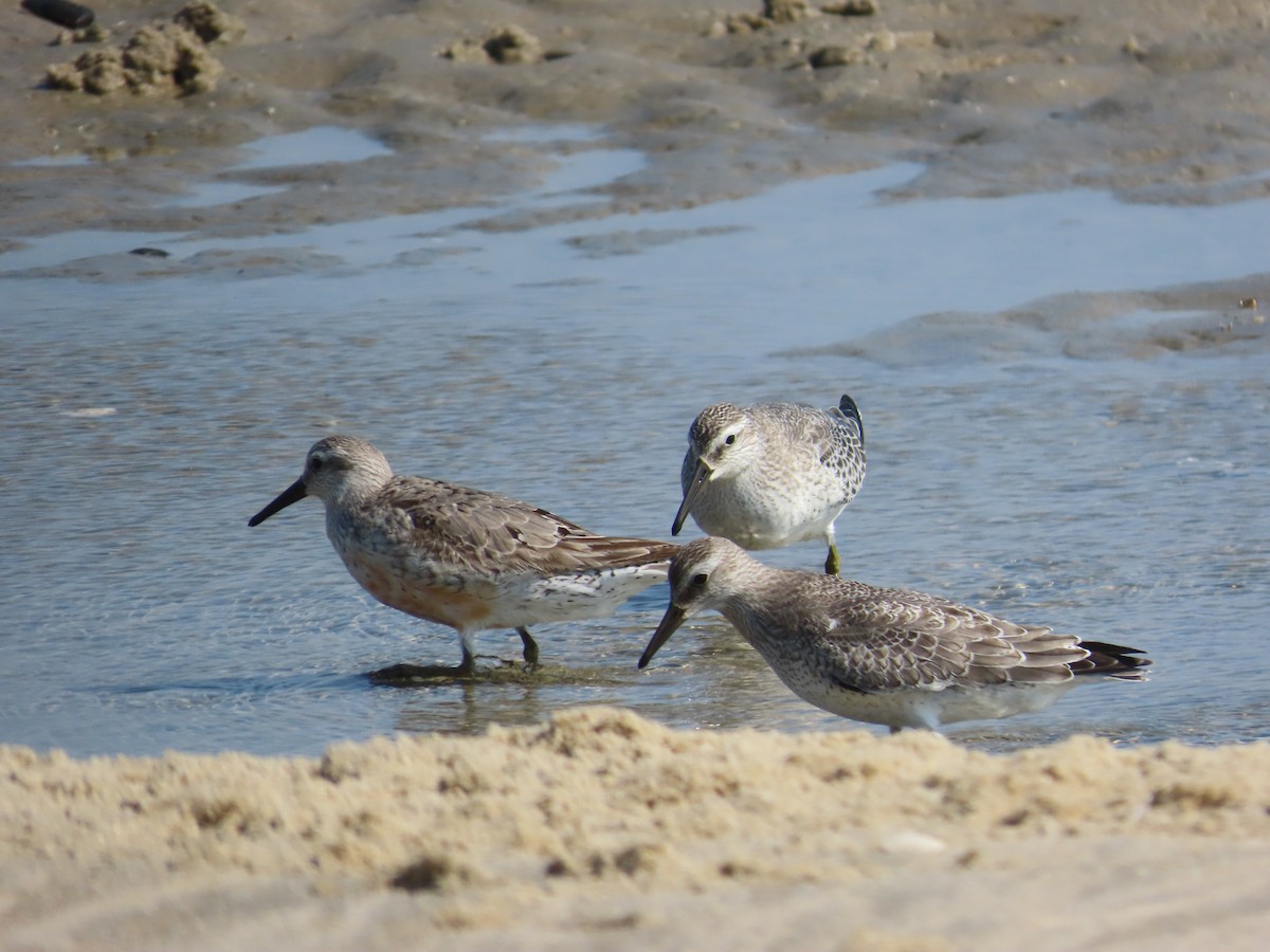 Шармаг элсэг - ML641624823