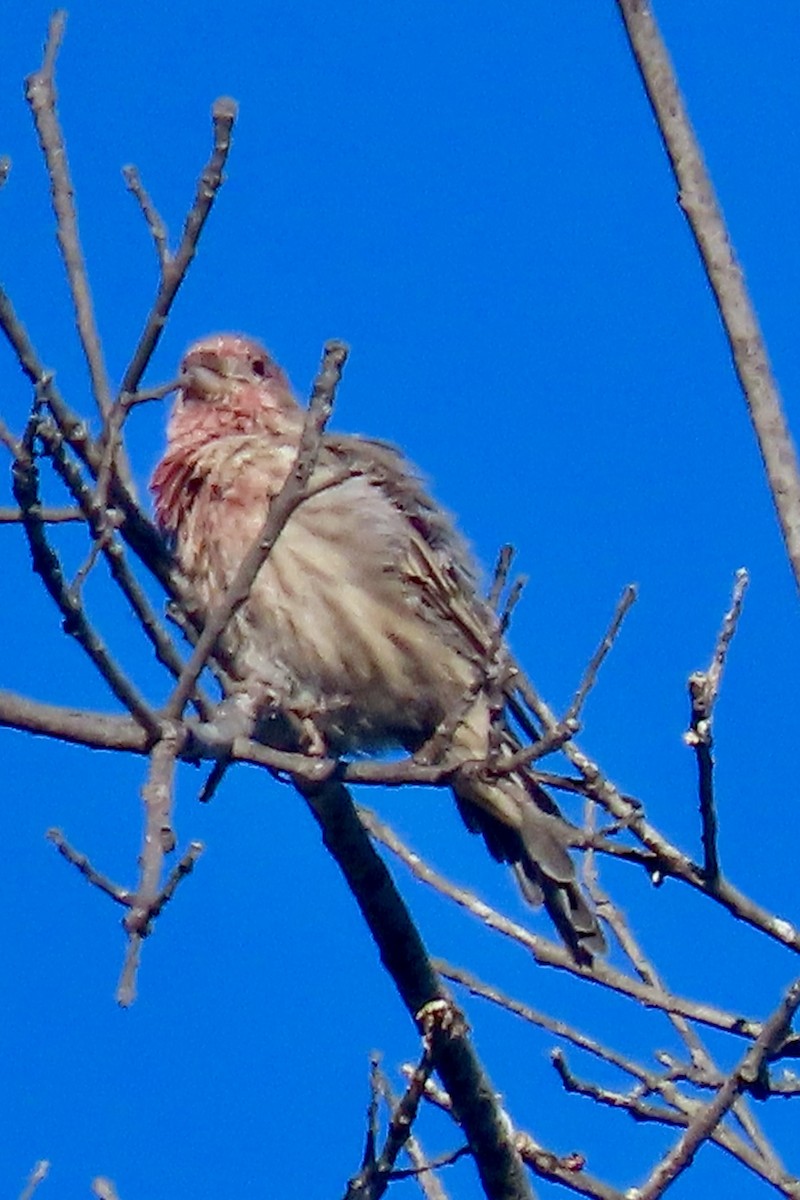 House Finch - ML641624824