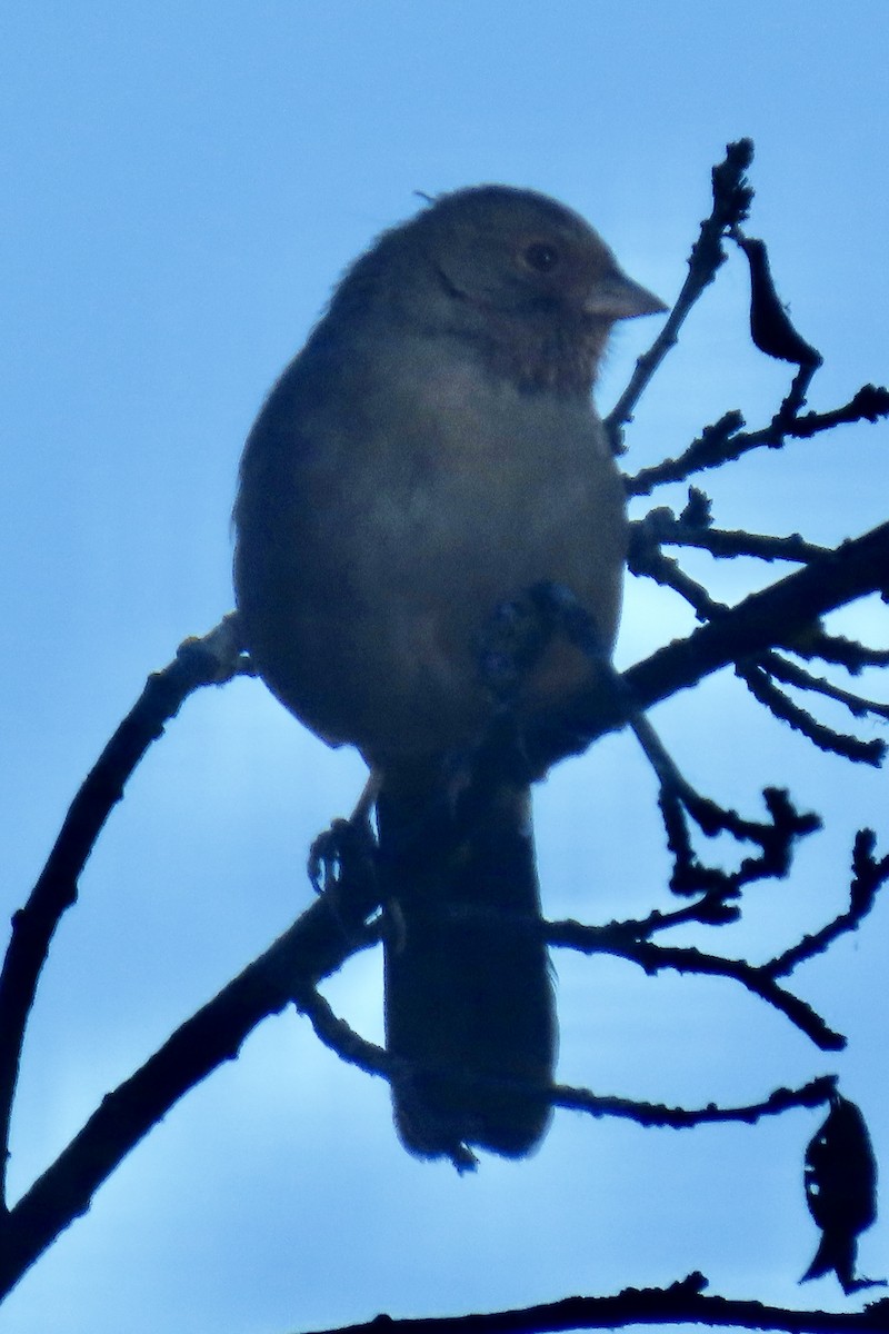 California Towhee - ML641624832