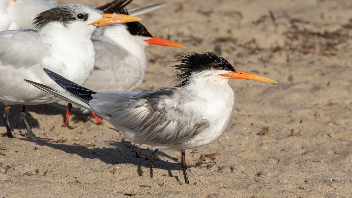 Elegant Tern - ML641624847