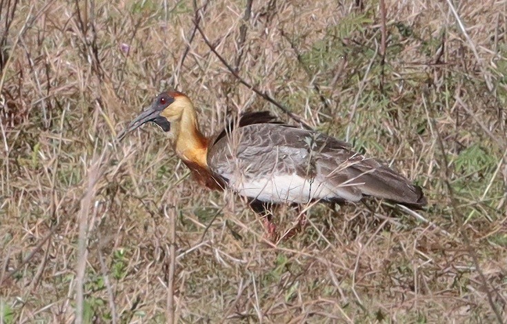 Buff-necked Ibis - ML641624884