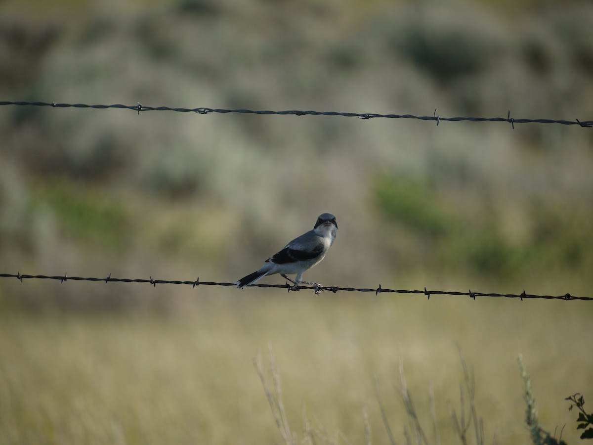 Loggerhead Shrike - ML641624893