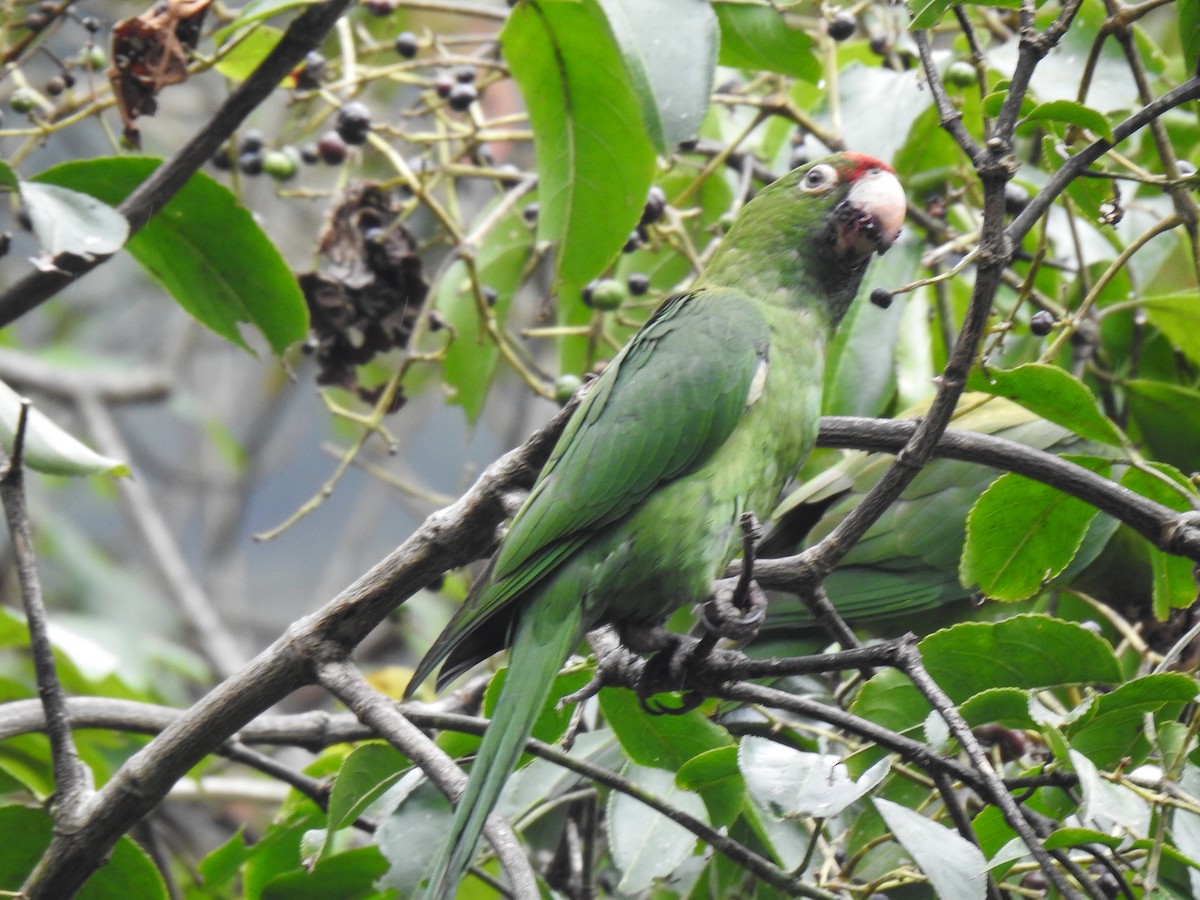 Cordilleran Parakeet - ML641624904