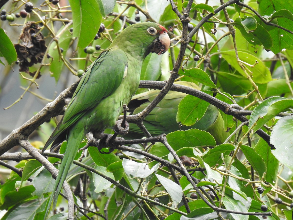 Cordilleran Parakeet - ML641624905