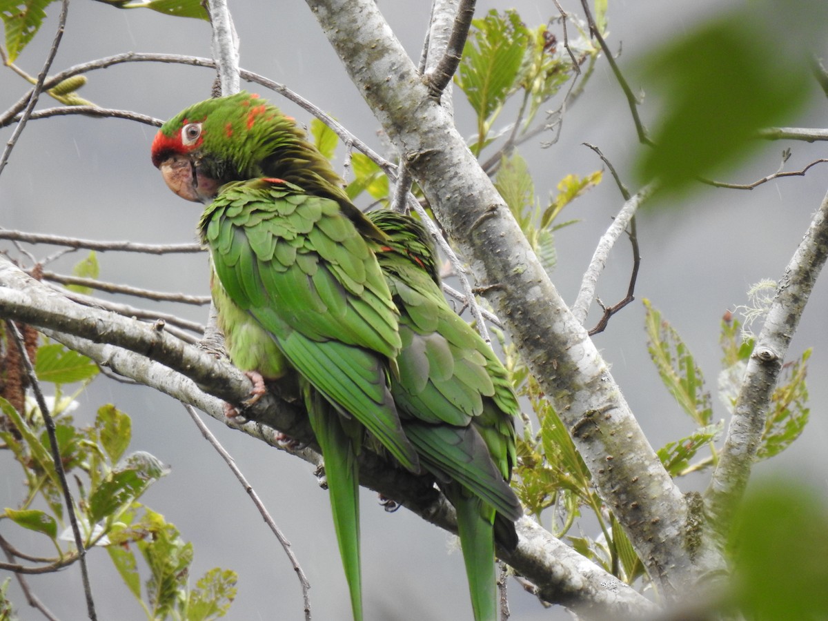 Mitred Parakeet - ML641624918