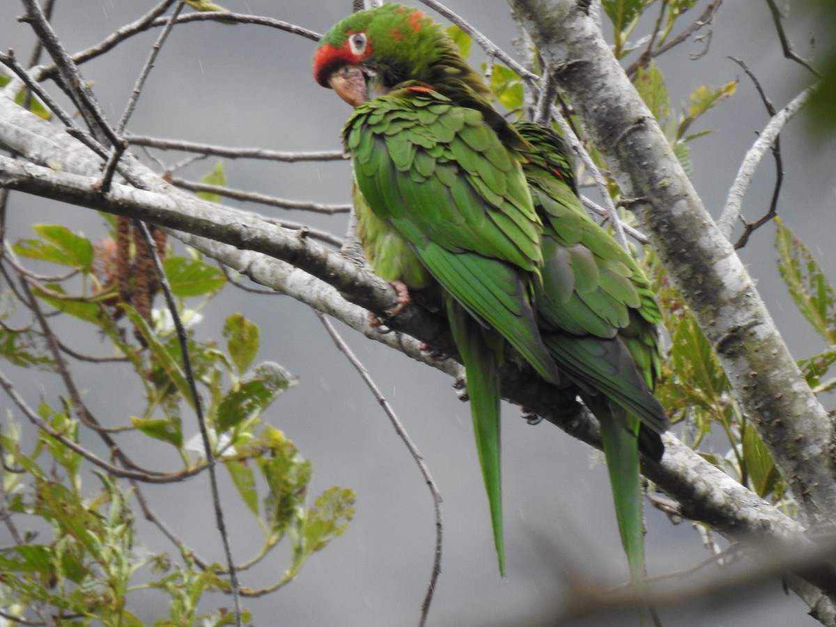 Mitred Parakeet - ML641624919