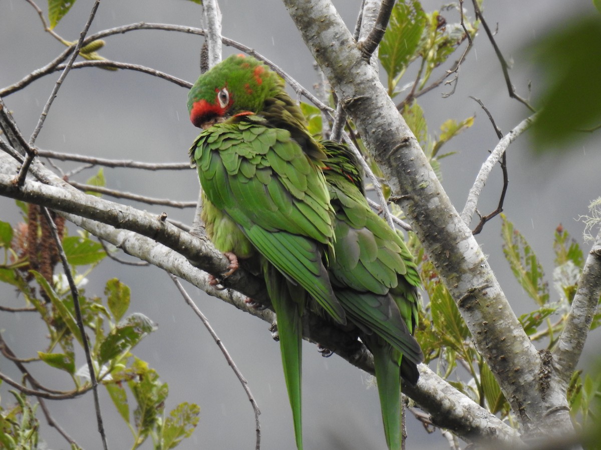 Mitred Parakeet - ML641624920