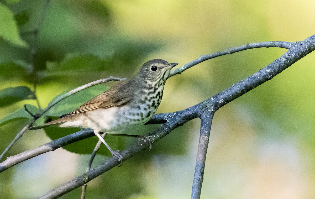 Swainson's Thrush - ML641624989